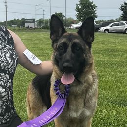 Riley - German Shepherd
