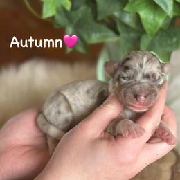 Autumn - Blue merle female Aussiedoodle puppy in Lancaster, Minnesota from Finney Ranch