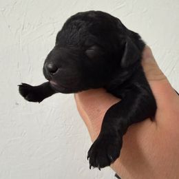 Snowflake - Black female Goldendoodle puppy in Windsor, Colorado from Front Range Family Doodles