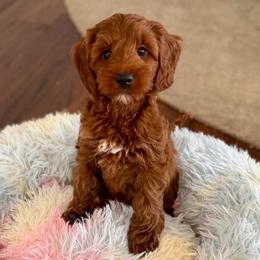 Brew - Red male Australian Labradoodle puppy in Londonderry, New Hampshire from Granite State Labradoodles