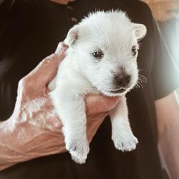 Rocket - White male West Highland White Terrier puppy in Independence, Iowa from EClair's Havanese