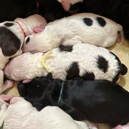 Mountain Dew - Brown and white female Portuguese Water Dog puppy in Weston, Idaho from Gro-T Kennels