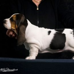 Basset Hound Puppies from Blue Coast Bassets