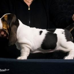 Basset Hound Puppies from Blue Coast Bassets
