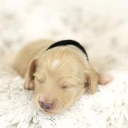 Cream boy - Cream male Dachshund puppy in Seminary, Mississippi from Down South Mavericks Dachshunds