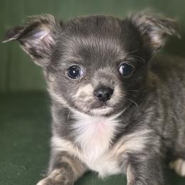 Smokey - Blue and tan male Chihuahua puppy in Northboro, Iowa from So Sweet Chihuahuas