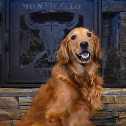 German Shorthaired Pointers and Golden Retrievers from Monticello Kennels