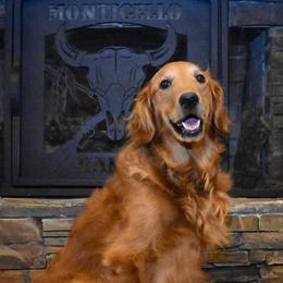 German Shorthaired Pointers and Golden Retrievers from Monticello Kennels