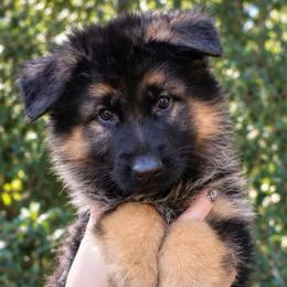 Ava Grace - Black and red female German Shepherd puppy in Canton, Texas from WILDWOOD GERMAN SHEPHERDS