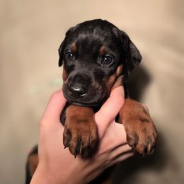 Girl 2 - Black and rust female Doberman Pinscher puppy in Vernonia, Oregon from Living Hope Dobies and Doxies