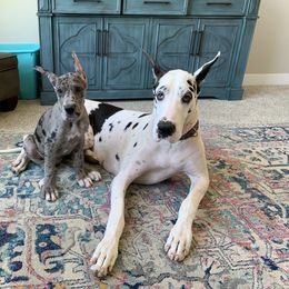 Great Dane Puppies from Altitude Great Danes