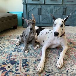 Great Dane Puppies from Altitude Great Danes