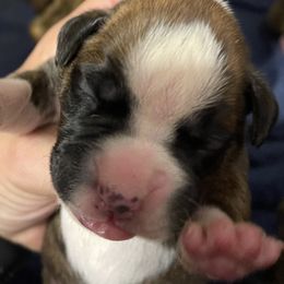 Girl 2 - Boxer puppy in Wichita Falls, Texas from Grammy’s Boxer Babies