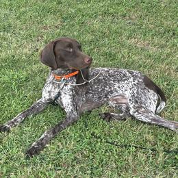 Dachshunds and German Shorthaired Pointers from Turner Delightful Dachshund Farm & German Short Hair Pointers