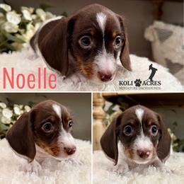 Noelle - Piebald female Dachshund puppy in Kemp, Texas from Koli Acres