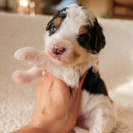Boy 3 - male Bernedoodle puppy in Gilbert, Arizona from 5280 Bernedoodles