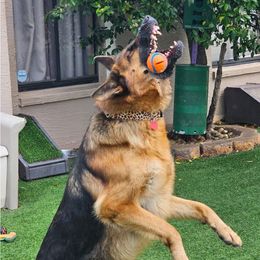German Shepherd All Grown Up from Iron Crest Shepherds