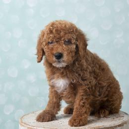 DB - Red  Poodle puppy in Tompkinsville, Kentucky from Dog E Stylz Breeding