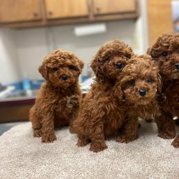 Goldendoodle and Poodle Puppies from Honey Blossom Doodles