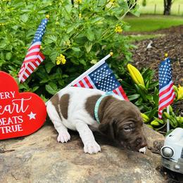 Teal - White and liver male German Shorthaired Pointer puppy in Jefferson, Georgia from Miracles Happen Farm