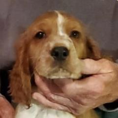 Welsh Springer Spaniels from Gualtieri's Welsh Springer Spaniels