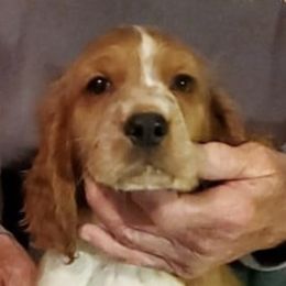 Welsh Springer Spaniels from Gualtieri's Welsh Springer Spaniels