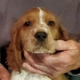 Welsh Springer Spaniels from Gualtieri's Welsh Springer Spaniels