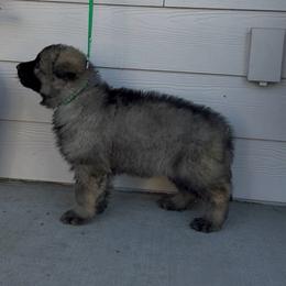 Dopey (Dark Green) - Gray sable male Shiloh Shepherd puppy in Vancouver, Washington from North By Northwest Shilohs “NBNW”