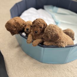 Poodle Puppies from Lulu’s Lovely Toy Poodles