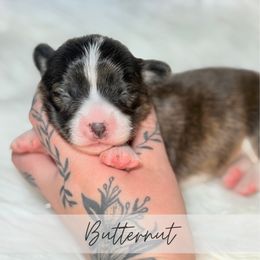 Butternut - Brindle and white female American Corgi puppy in Greenwood, Indiana from Witch Creek Corgis