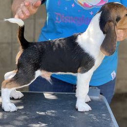 Beagle Puppies from Epic Beagles