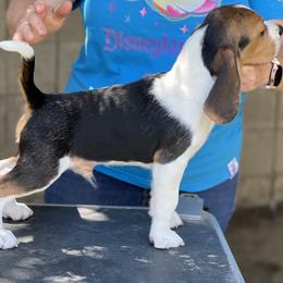 Beagle Puppies from Epic Beagles