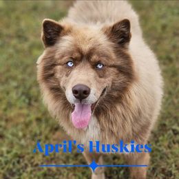 Copper - Siberian Husky