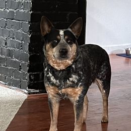 Sky - Australian Cattle Dog