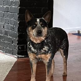 Sky - Australian Cattle Dog