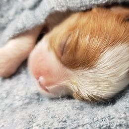 Cavalier King Charles Spaniel Puppies from Heritage Garden Cavaliers