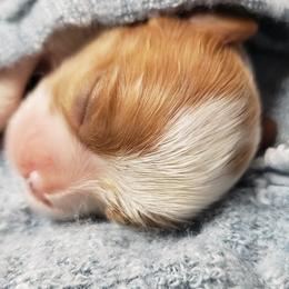 Cavalier King Charles Spaniel Puppies from Heritage Garden Cavaliers