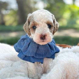 Willie - Parti male Goldendoodle puppy in Cherryville, North Carolina from Mercy Doodles