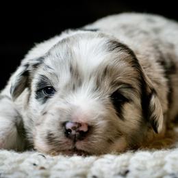 Star - Blue merle female Australian Shepherd puppy in Decatur, Texas from Wyldrose Australian Shepherds