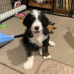 Bernedoodles and Goldendoodles from Colorado Springs Doodles