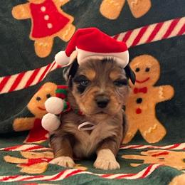 Minimal white BMM - Blue merle male Miniature Australian Shepherd puppy in Connelly Springs, North Carolina from Appalachian Aussies