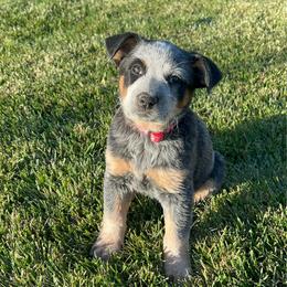 Girl 1 - Blue female Australian Cattle Dog puppy in Mount Pleasant, Utah from Christensen Family Kennel