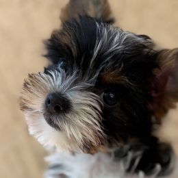Yorkshire Terriers from Yorkie_Wonderland and Stud Services