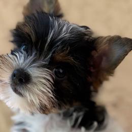 Yorkshire Terriers from Yorkie_Wonderland and Stud Services