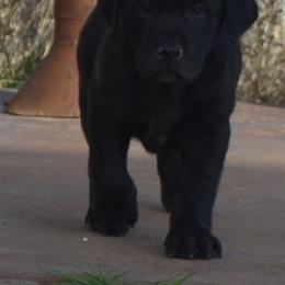 Nevada Legend - Black male Labrador Retriever puppy in Spring Creek, Nevada from Badland Kennel