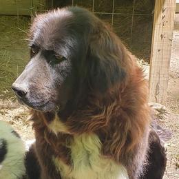Karakachans from Hilljack Farm