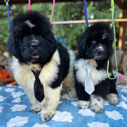 Baby Black - White and black male Newfoundland puppy in Marysville, Washington from Black Lions Newfoundlands