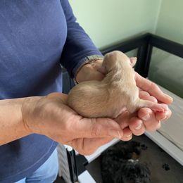 Sydnee - Fawn female Havanese puppy in Hudson, New York from Havanese of Claverack and Hudson Valley Labradors