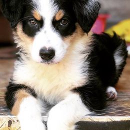 Australian Shepherds, Miniature American Shepherds, and Miniature Australian Shepherds from Afleet Aussies & Jacks