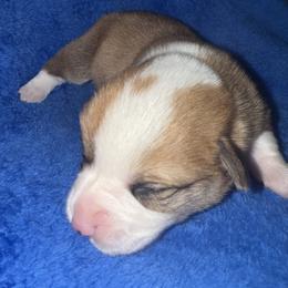 Thumper - White and red male Pembroke Welsh Corgi puppy in Godley, Texas from Bradley Kennels
